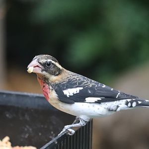 Bird House - Rose-Breasted Grosbeak