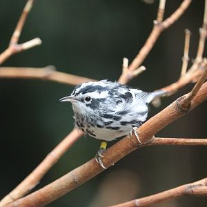 Bird House - Black-and-White Warbler