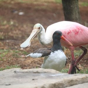 Bird House - American Oystercatcher - Roseate Spoonbill