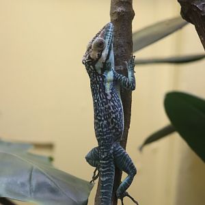 Reptile Discovery Center - Smallwood's Anole