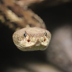 Reptile Discovery Center - Timber Rattlesnake