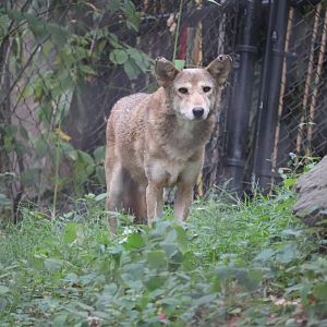 American Trail - Red Wolf