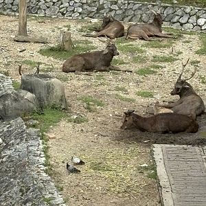 KL Deer Park - Javan Rusa Deer