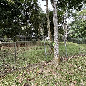 KL Deer Park - Lesser Mouse-deer Exhibit