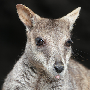 Allied Rock-Wallaby