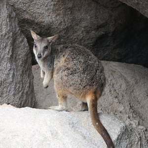 Allied Rock-Wallaby
