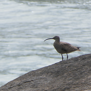 Whimbrel