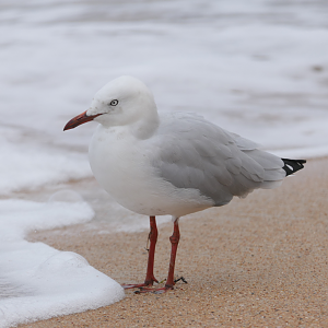 Silver Gull