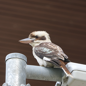 Laughing Kookaburra
