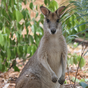 Agile Wallaby
