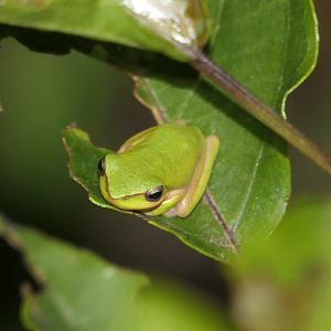 Dwarf tree frog sp. (Litoria fallax/bicolor complex)