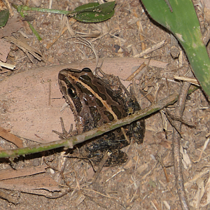 Spotted Marsh Frog (Lymnodynastes tasmaniensis)