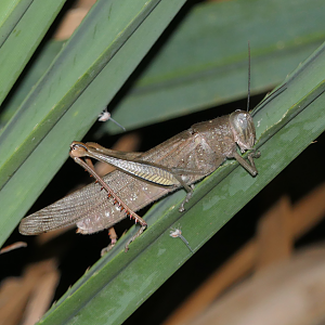 Giant Grasshopper (Valanga irregularis)