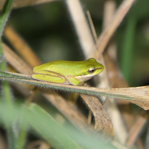 Dwarf tree frog sp. (Litoria fallax/bicolor complex)