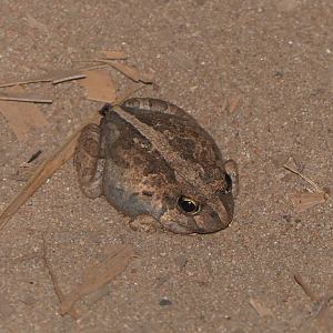 Ornate Burrowing Frog (Platyplectrum ornatum)
