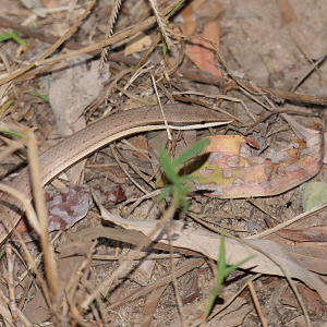 Burton's Legless Lizard (Lialis burtonis)