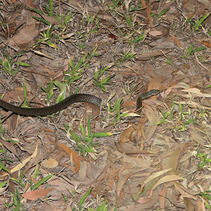 Common Keelback (Tropidonophis mairii)