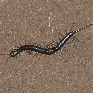 Otostigmine centipede sp. (Otostigminae) - Rhysida nuda?