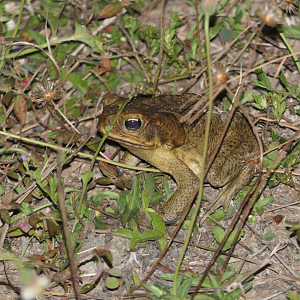 Cane Toad (Rhinella marinus)