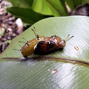 Bordered Rustic chrysalis (Cupha prosope)