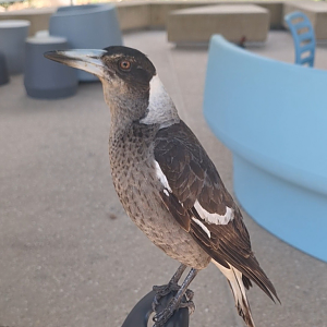 Australian Magpie