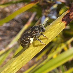 Lipotriches (Austronomia) sp.