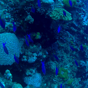 Purple Queen Anthias (Mirolabrichthys tuka)