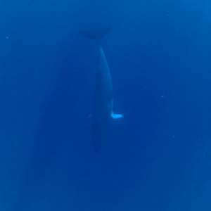 Dwarf Minke Whale