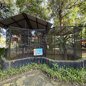 Red-billed Blue Magpie Aviary