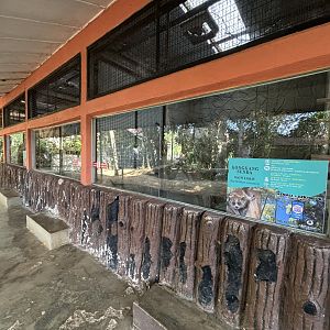 Sunda Slow Loris + Domestic Ferret Exhibits