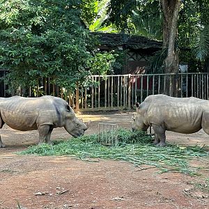 White Rhinos