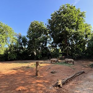 White Rhino Exhibit