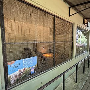 Fennec Fox Exhibit
