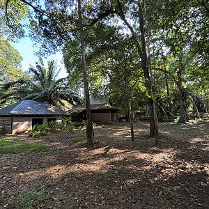 Malayan Tapir Exhibit