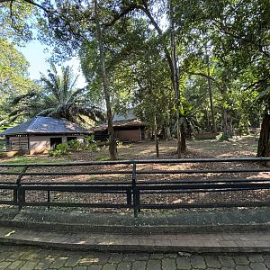 Malayan Tapir Exhibit