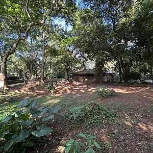 Malayan Tapir Exhibit