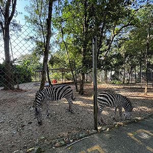 Zebra Exhibit