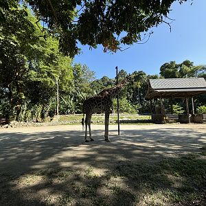 Giraffe Exhibit
