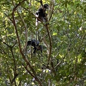 Dusky Langurs - wild