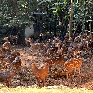 Axis Deer