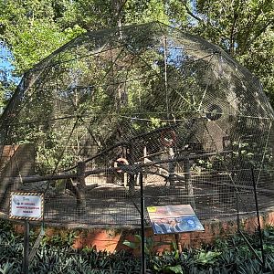 Tufted Capuchin Exhibit