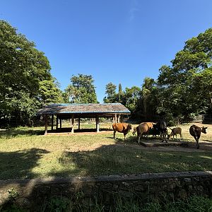 Banteng Exhibit