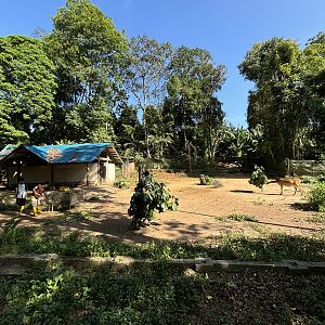 Barasingha Exhibit (with keepers)