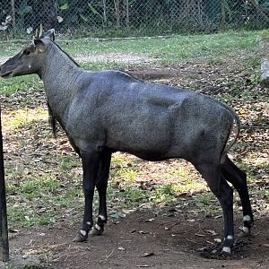 Nilgai