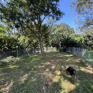 Cassowary Exhibit #3