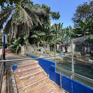 Small-clawed Otter Exhibit