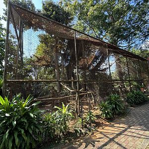 Indian Peafowl Aviary