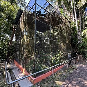 Buffy Fish Owl Aviary