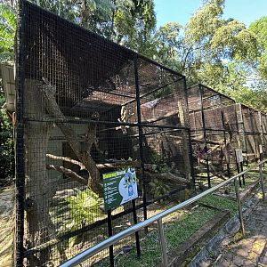 Binturong Exhibit