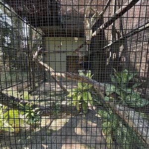 Binturong Exhibit